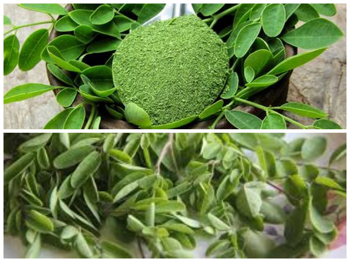 10 Alasan Mengapa Daun Kelor Menjadi Superfood untuk Kesehatan Tubuh Anda