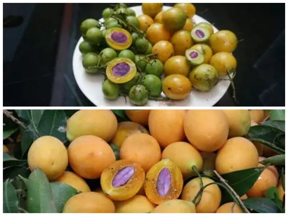 Rahasia Kesehatan Buah Gandaria: Kaya Nutrisi yang Sering Terlupakan!