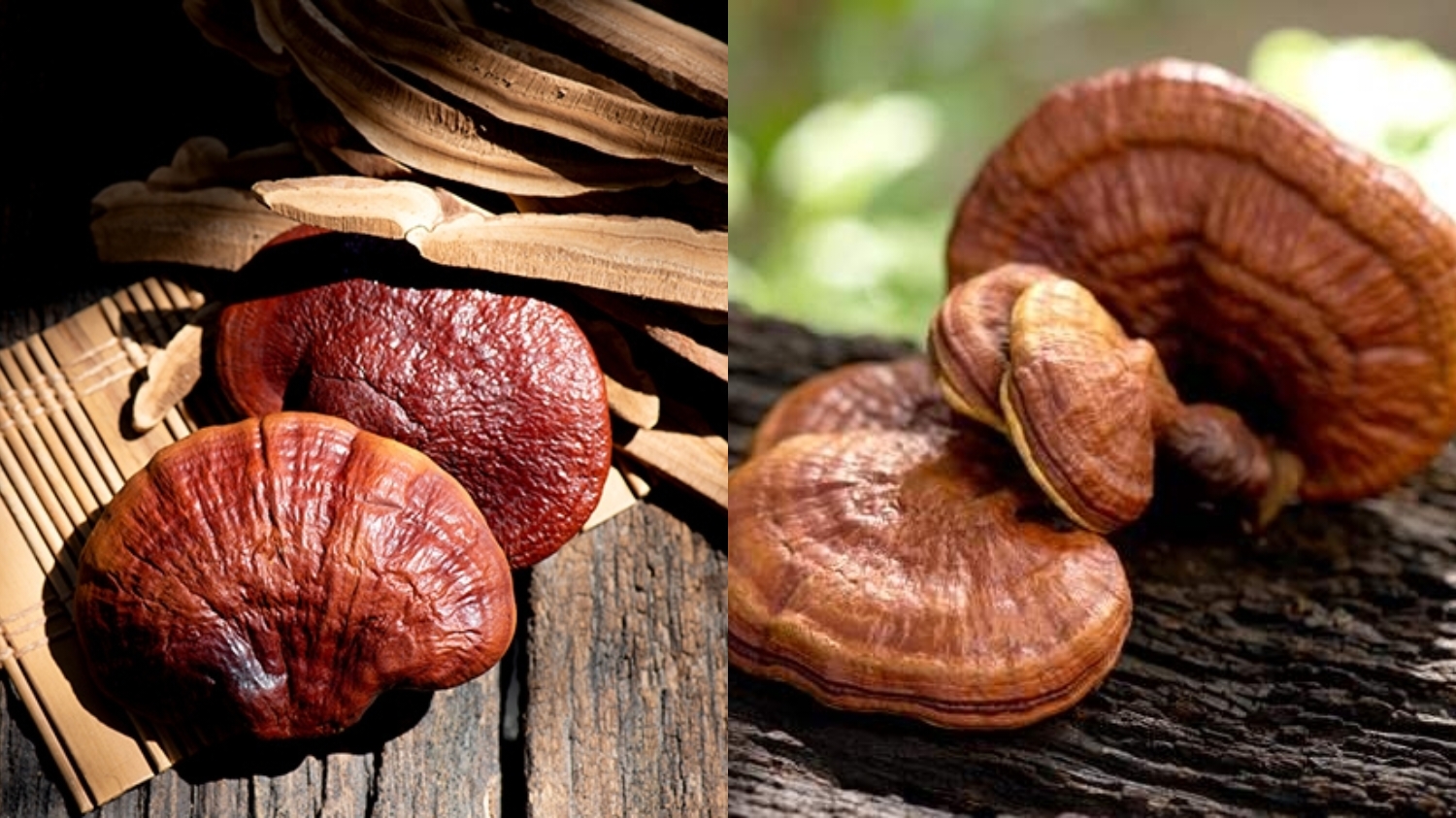 Mengurangi Stres Dan Membantu Tidur Lebih Lenyak: Ini Manfaat Jamur Ganoderma Yang Harus Kalian Tahu