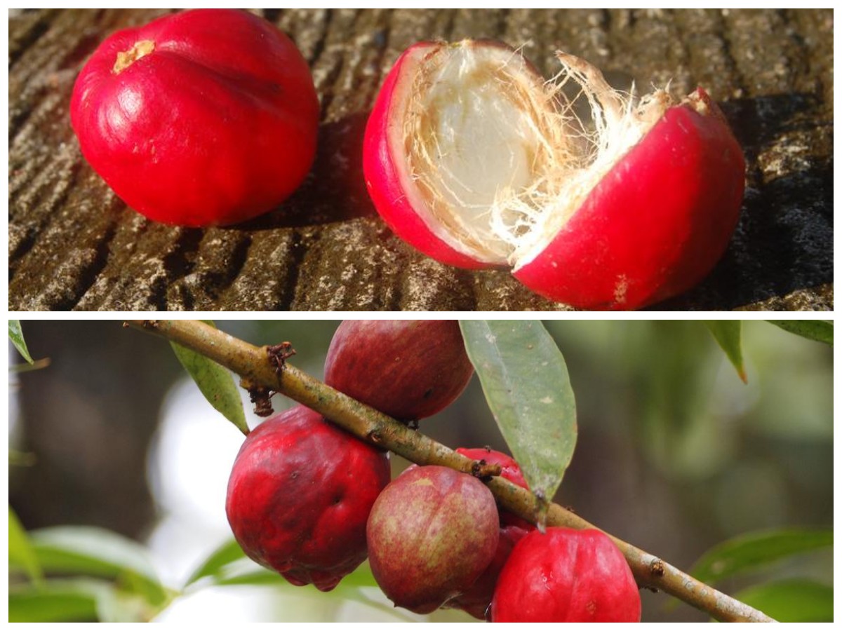 Khasiat Buah Mahkota Dewa: Rahasia Alami untuk Menjaga Kesehatan Tubuh