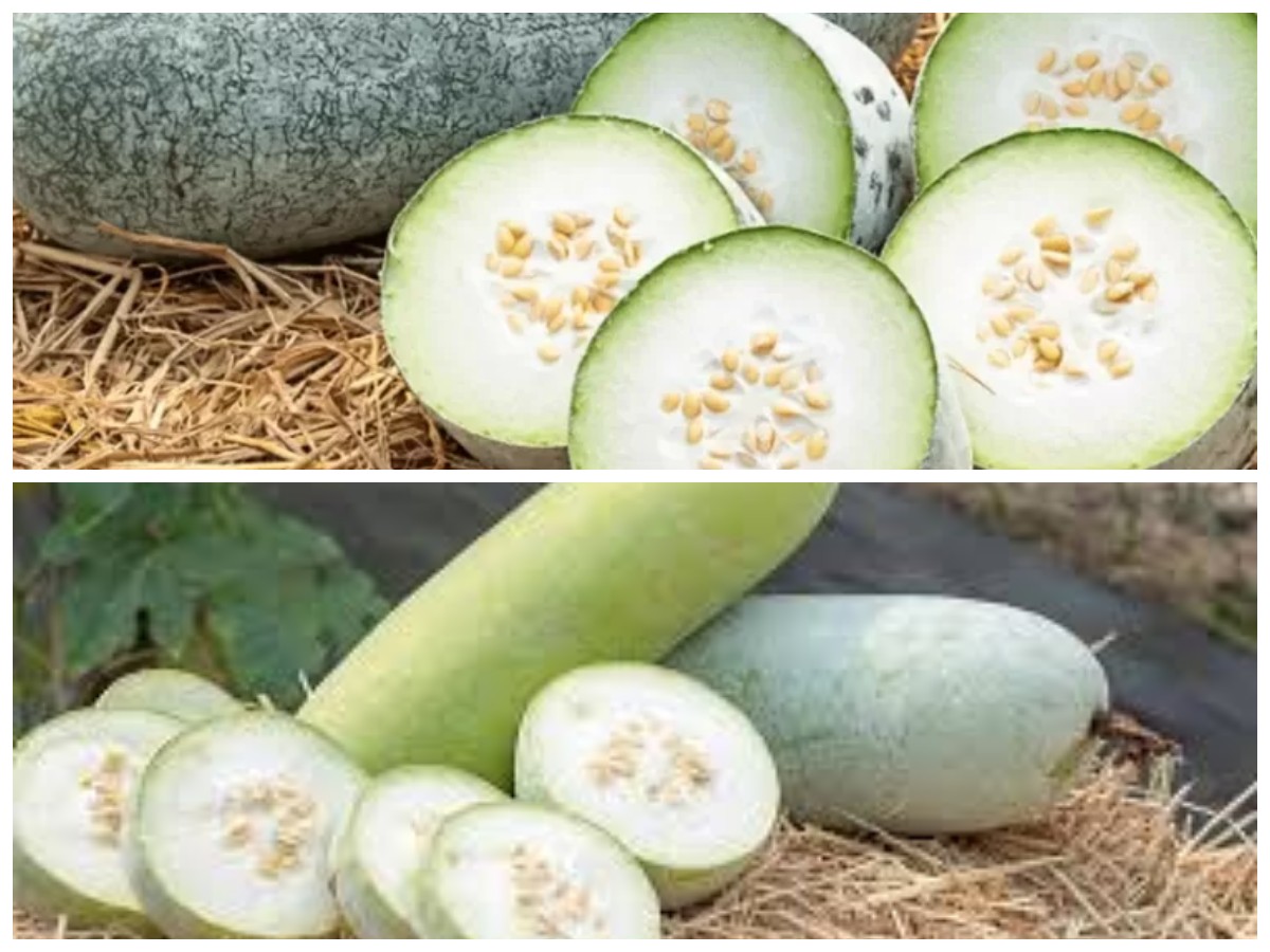 Khasiat Buah Kundur: Solusi Alami untuk Menjaga Tekanan Darah, Menurunkan Berat Badan, dan Meningkatkan Imunit