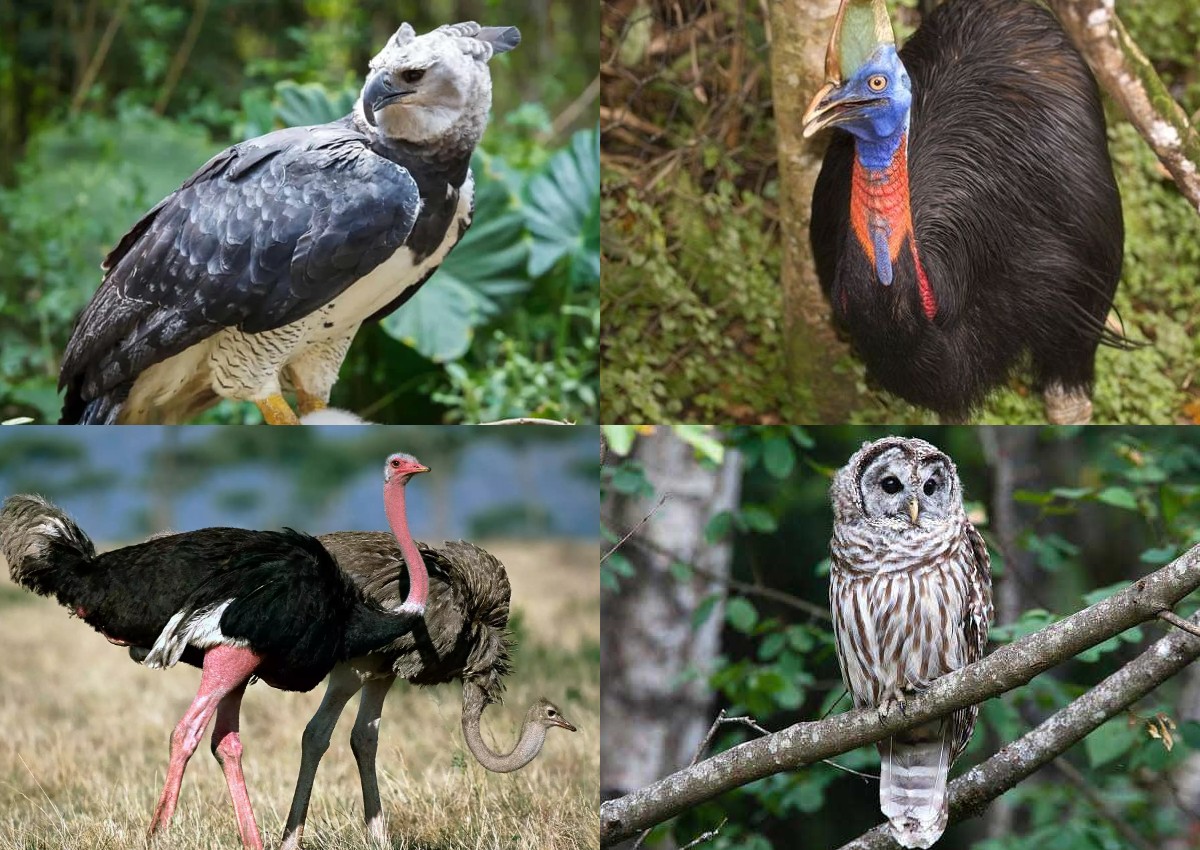 Dari Elang hingga Kasuari, Ini 6 Burung Paling Berbahaya di Dunia