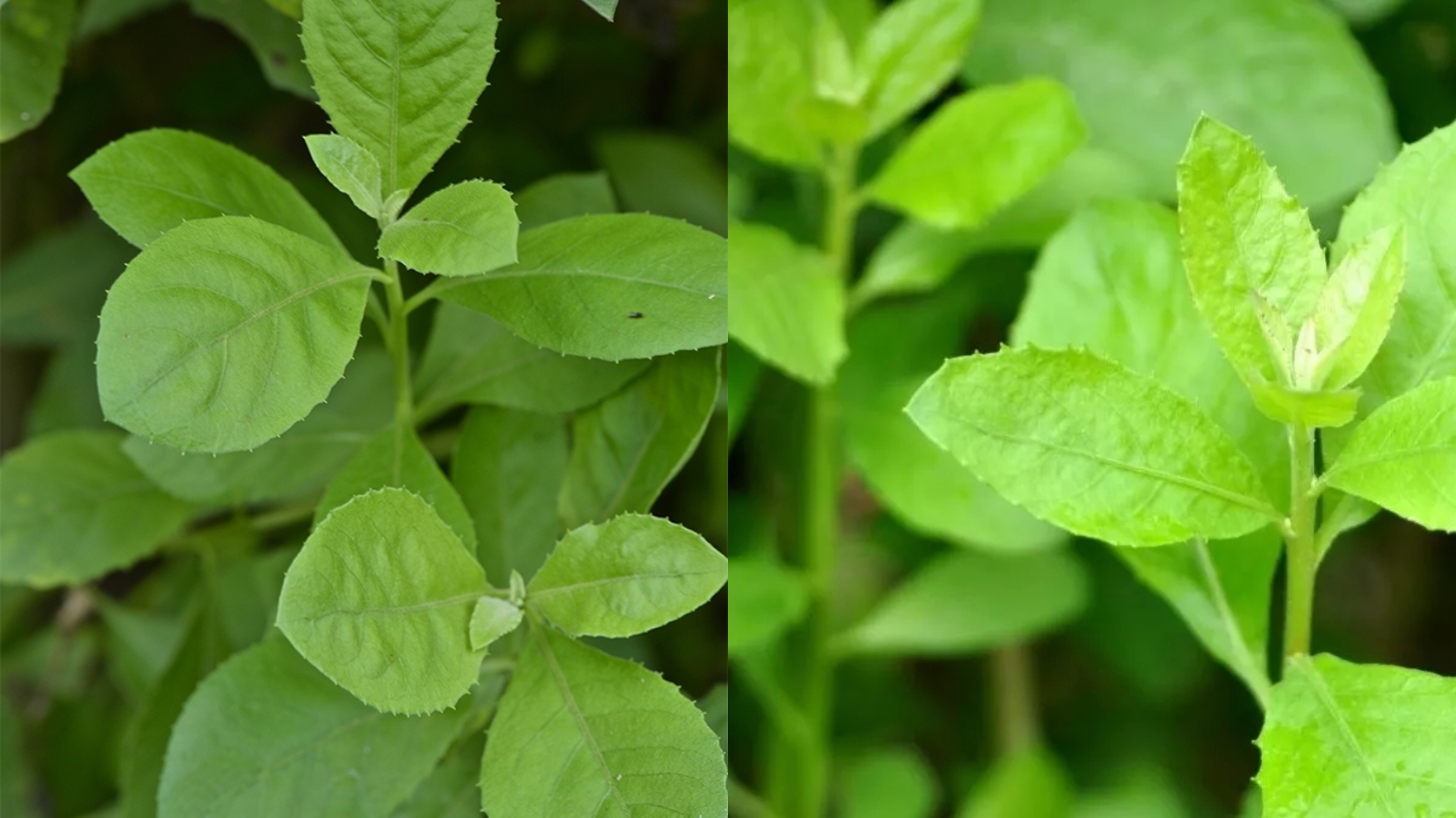 Inilah Manfaat Daun Beluntas Tak Perlu Diragukan Lagi