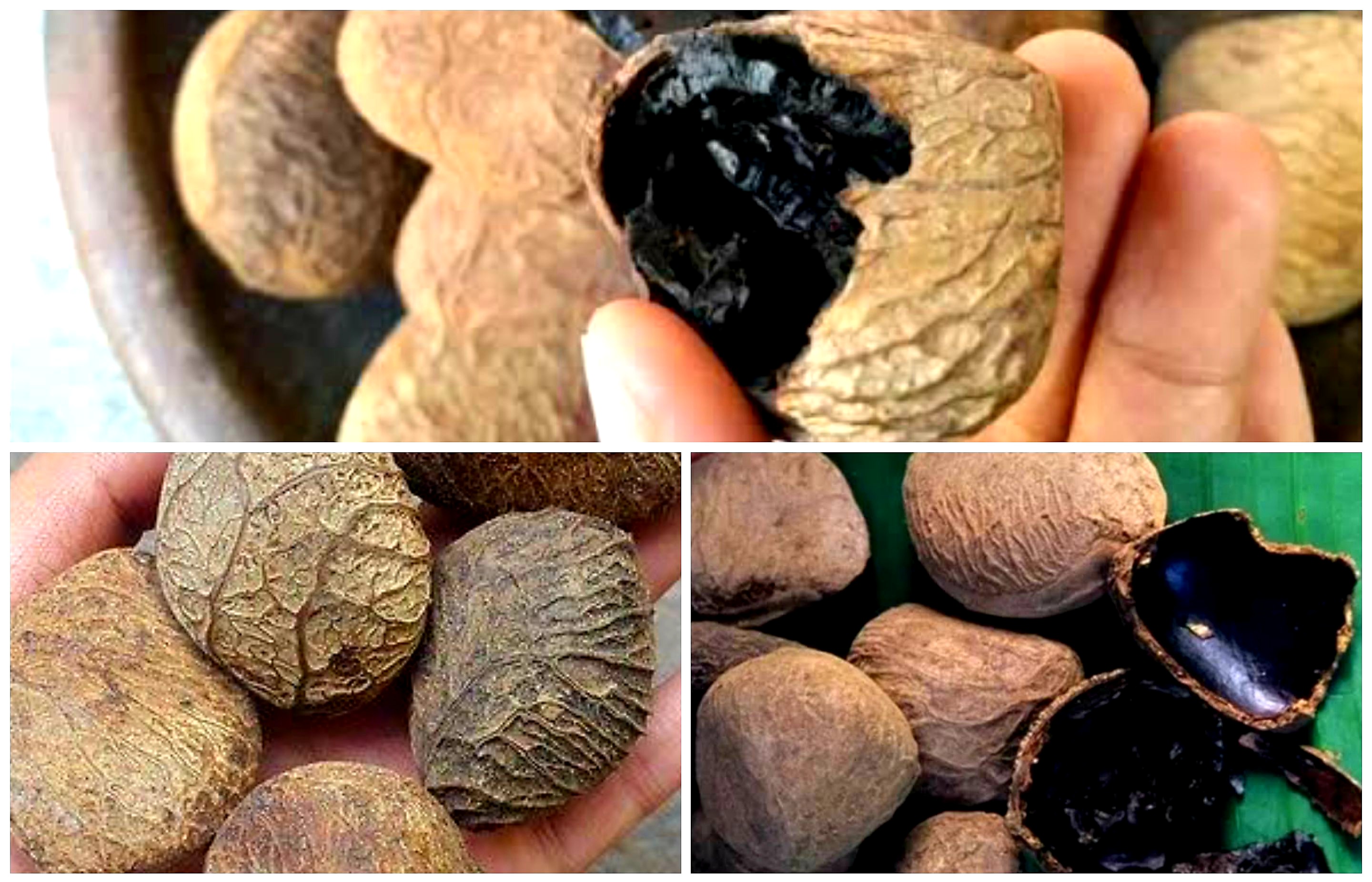 Kluwek. Buah Beracun yang Bisa Jadi Obat. Begini Cara Memanfaatkannya!