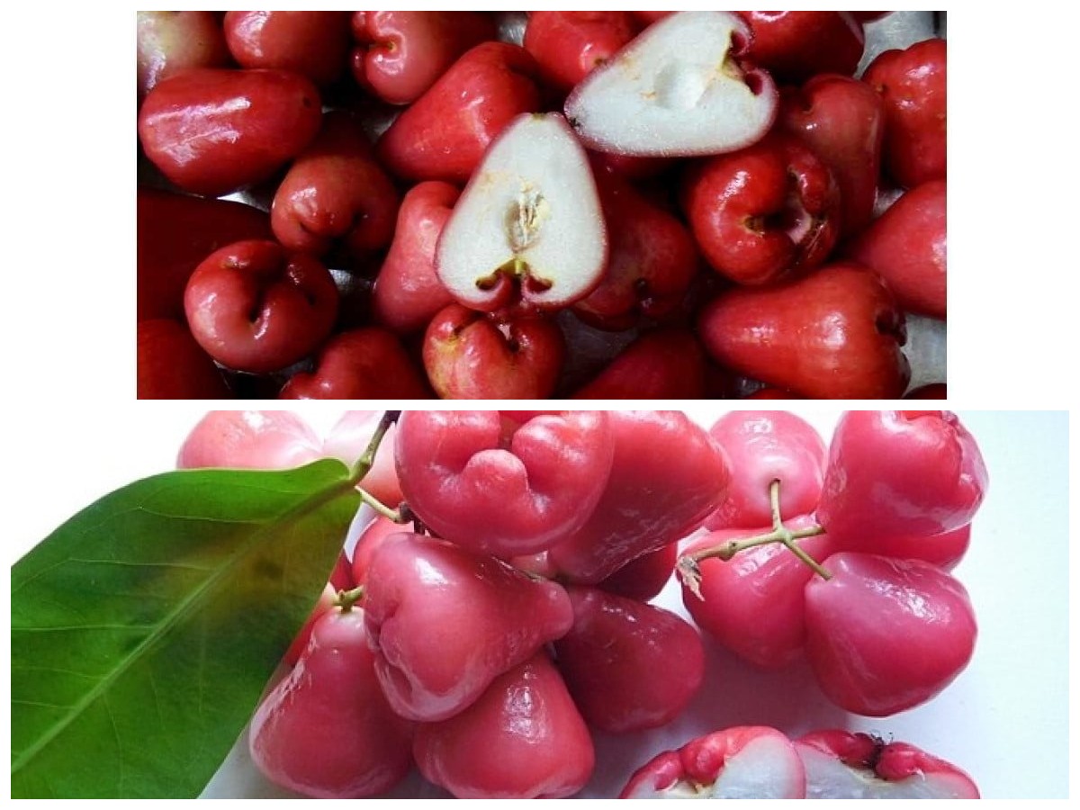 Rahasia di Balik Jambu Air: 10 Khasiat Hebat untuk Kesehatan Tubuh