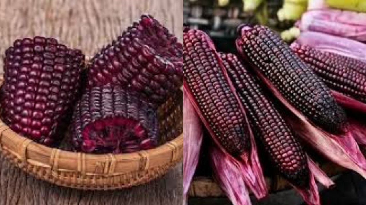 Yuk Lihat Disini Manfaat Dari Jagung Ungu Untuk Kesehatan Tubuh Yang Luar Biasa!