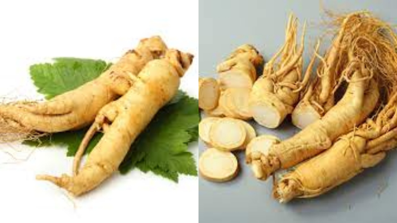 Wajib Tahu Inilah Teryata Manfaat Ginseng Yang Luar Bisa!