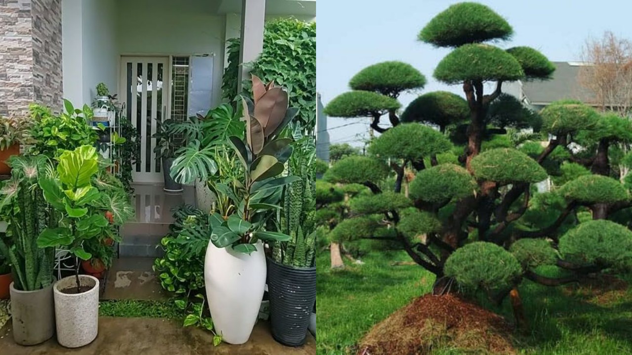 Tanaman Hias Depan Rumah Tahan Panas, Rumah Jadi Lebih Sejuk!