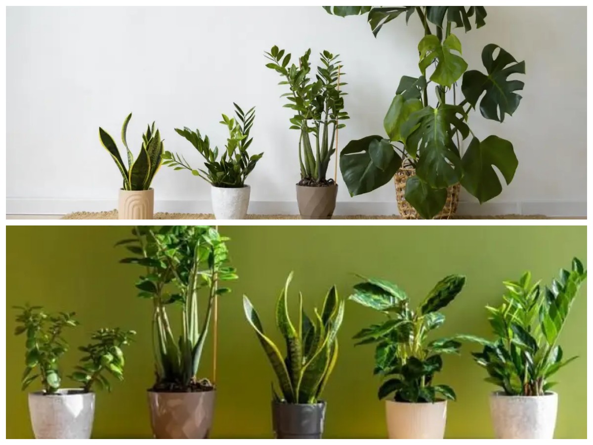 5 Tanaman Hias Paling Hits 2026, Bikin Rumah Makin Instagramable!