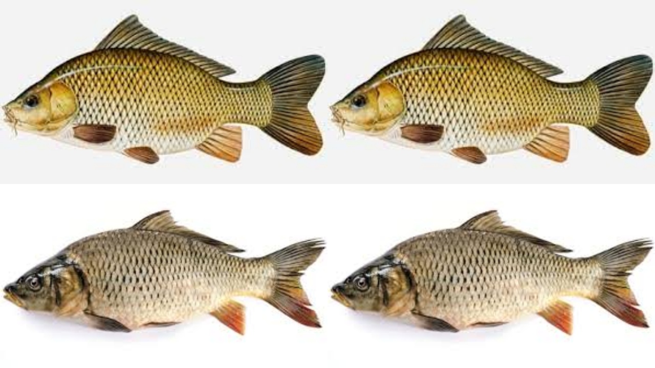 7 Manfaat dan Kandungan Ikan Mas bagi Kesehatan Yang Perlu Kalian Tahu!