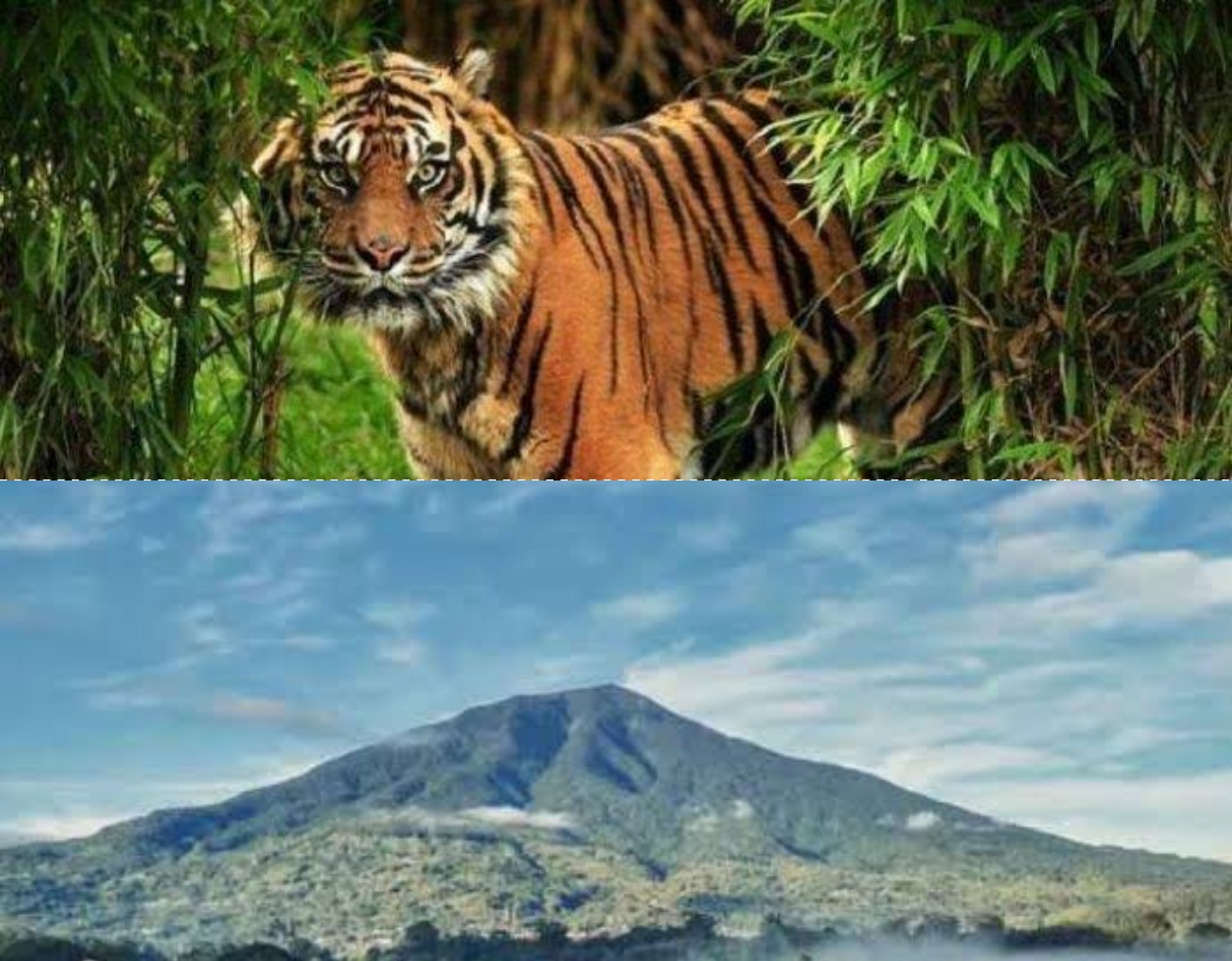 Menelusuri Legenda 7 Manusia Harimau di Gunung Singgalang: Pesona Alam dan Mitos yang Memikat