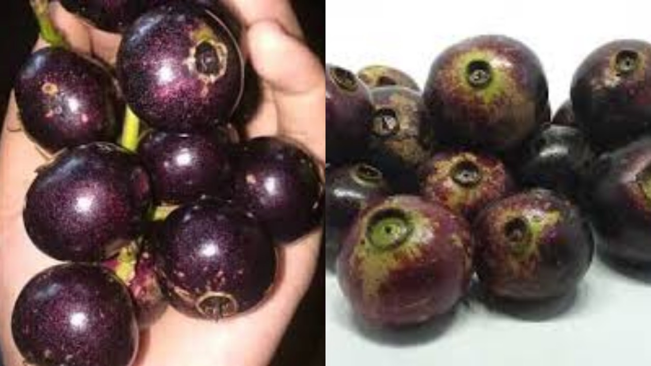 7 Kegunaan Buah Gowok untuk Kesehatan, Langka, dan Bergizi!