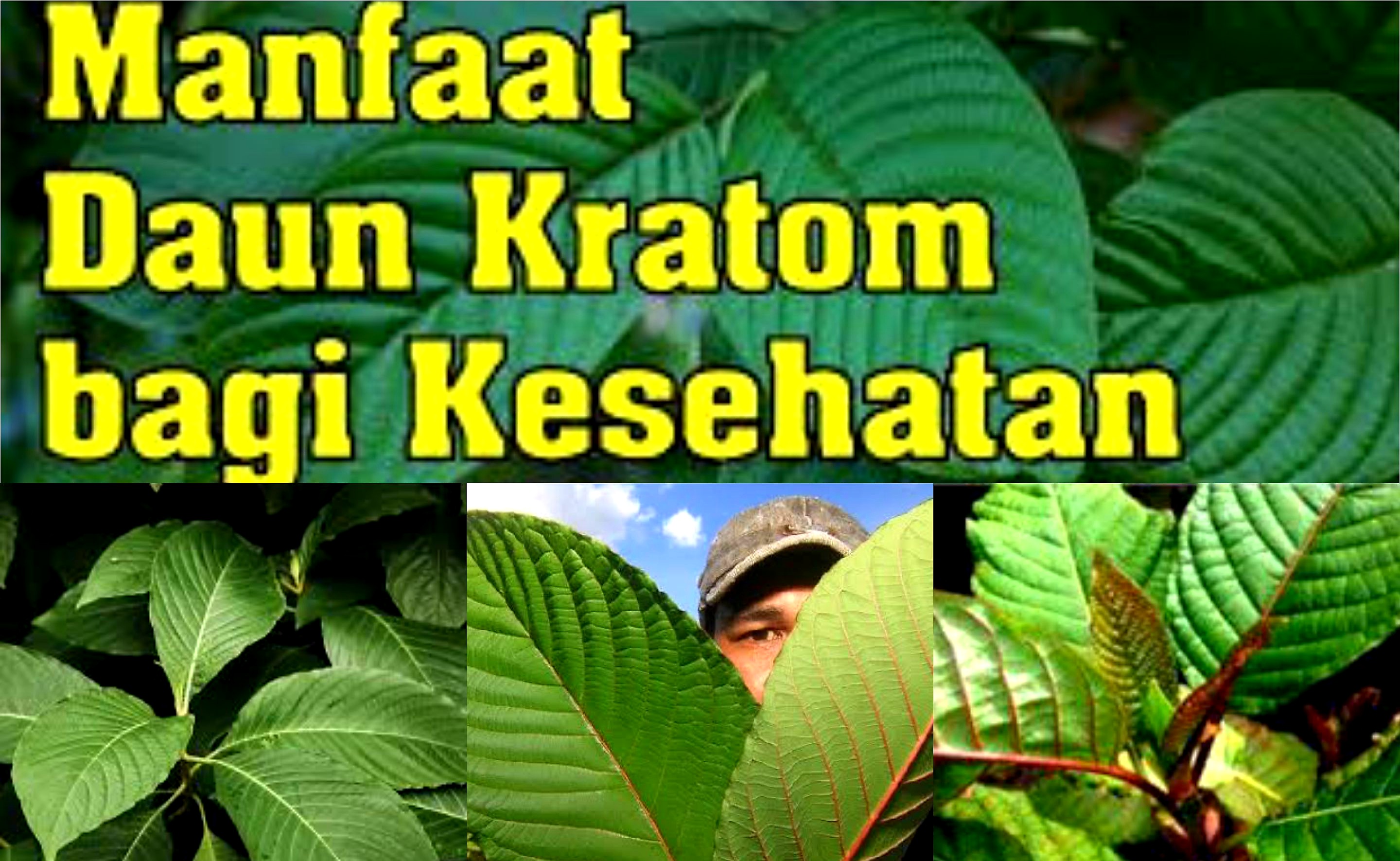 Daun Surga yang Berkhasiat? Segudang Manfaat Daun Kratom di Dunia Medis