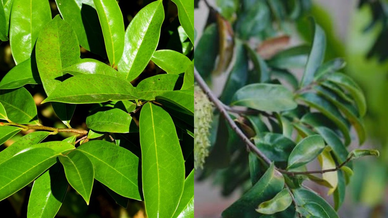 Daun Sirsak, Herbal Serbaguna dengan Segudang Manfaat untuk Tubuh!