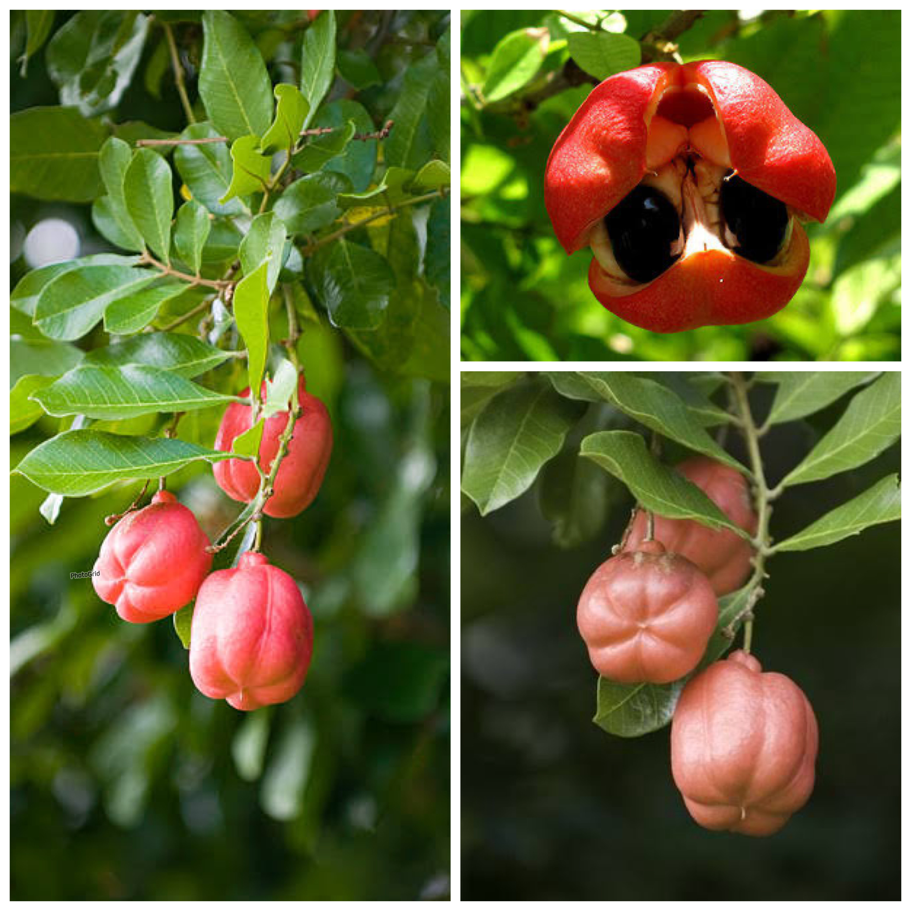 Mengungkap Manfaat Buah Ackee bagi Kesehatan Tubuh: Sumber Gizi yang Kaya namun Perlu Konsumsi Bijak!