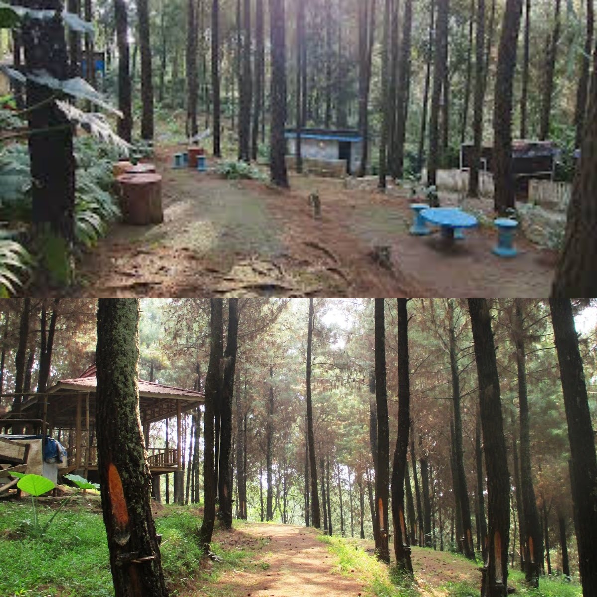 Wana Wisata Bukit Pinus Wonosalam yang Dimanfaatkan Untuk Libur Imlek 2024!