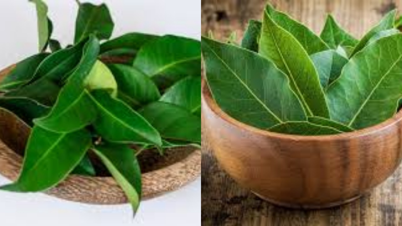 Yuk Ketahui 8 Manfaat Daun Salam Untuk Kesehatan Tubuh!