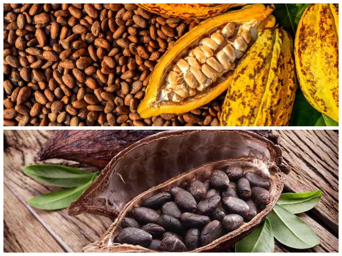 Bukan Sekadar Cokelat, Inilah Khasiat Kakao yang Ampuh Meningkatkan Mood dan Menyehatkan Pikiran