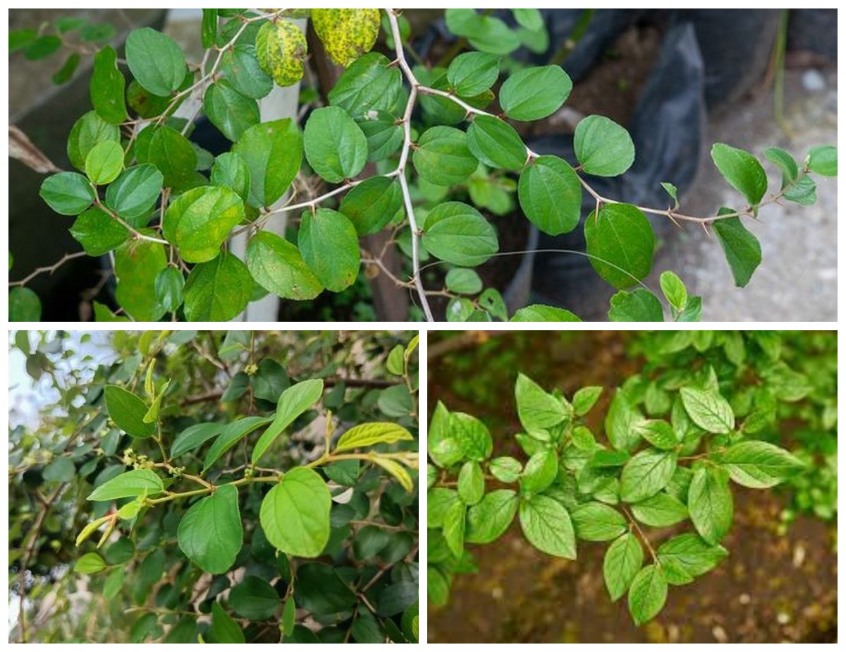 7 Khasiat dan Manfaat Daun Bindara bagi Kesehatan Tubuh: Rahasia Herbal Tradisional yang Jarang Diketahui