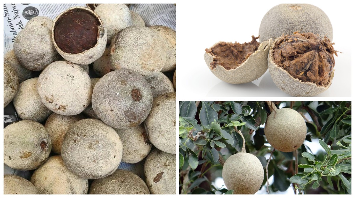 Buah Kawista, Buah Langkah! Ternyatah Menyimpan Sejuta Manfaat dan Tinggi Khasiat!