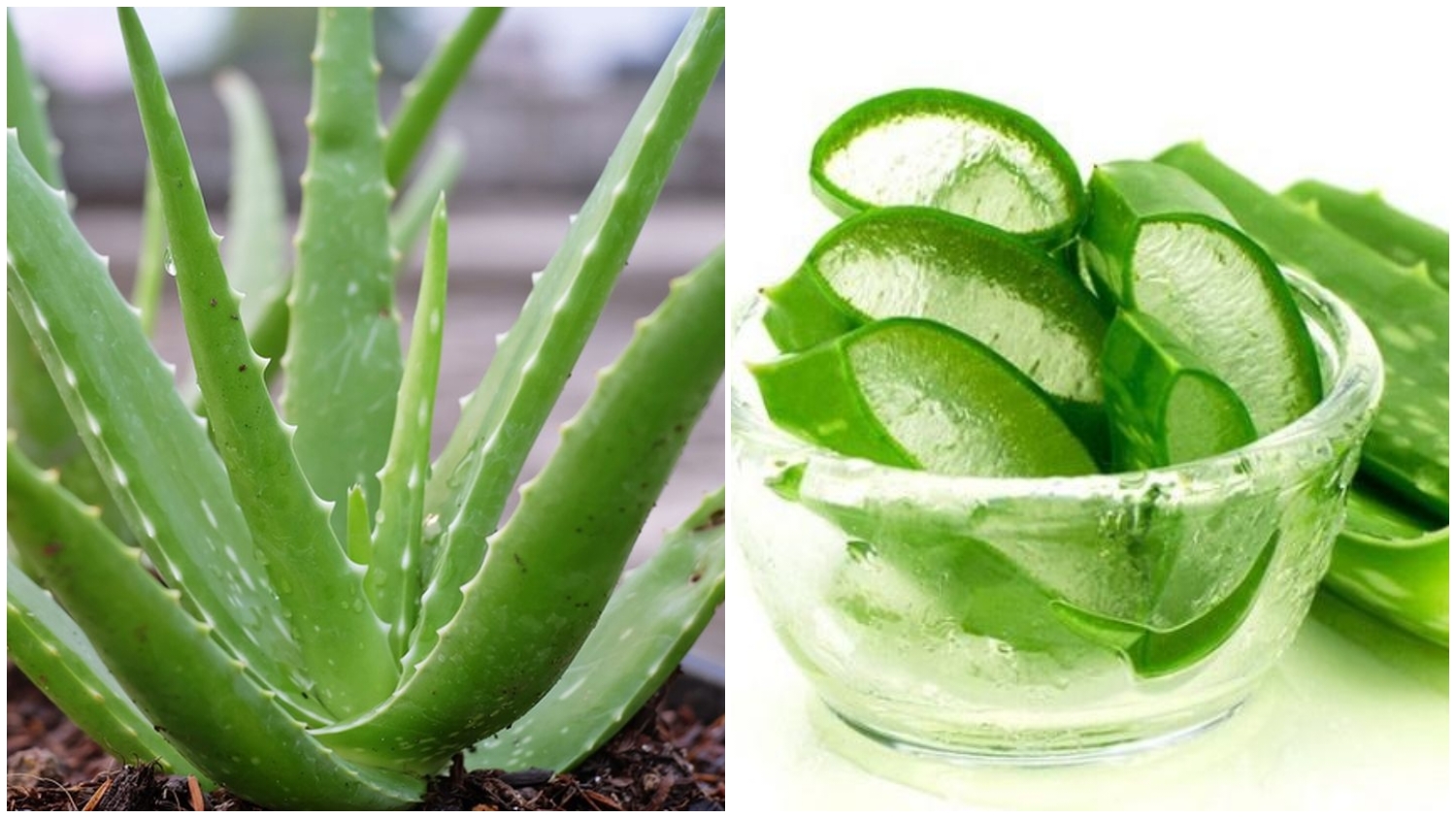 Perlu Kalian Tahu! Inilah Manfaat lidah buaya untuk kesehatan dan kecantikan 