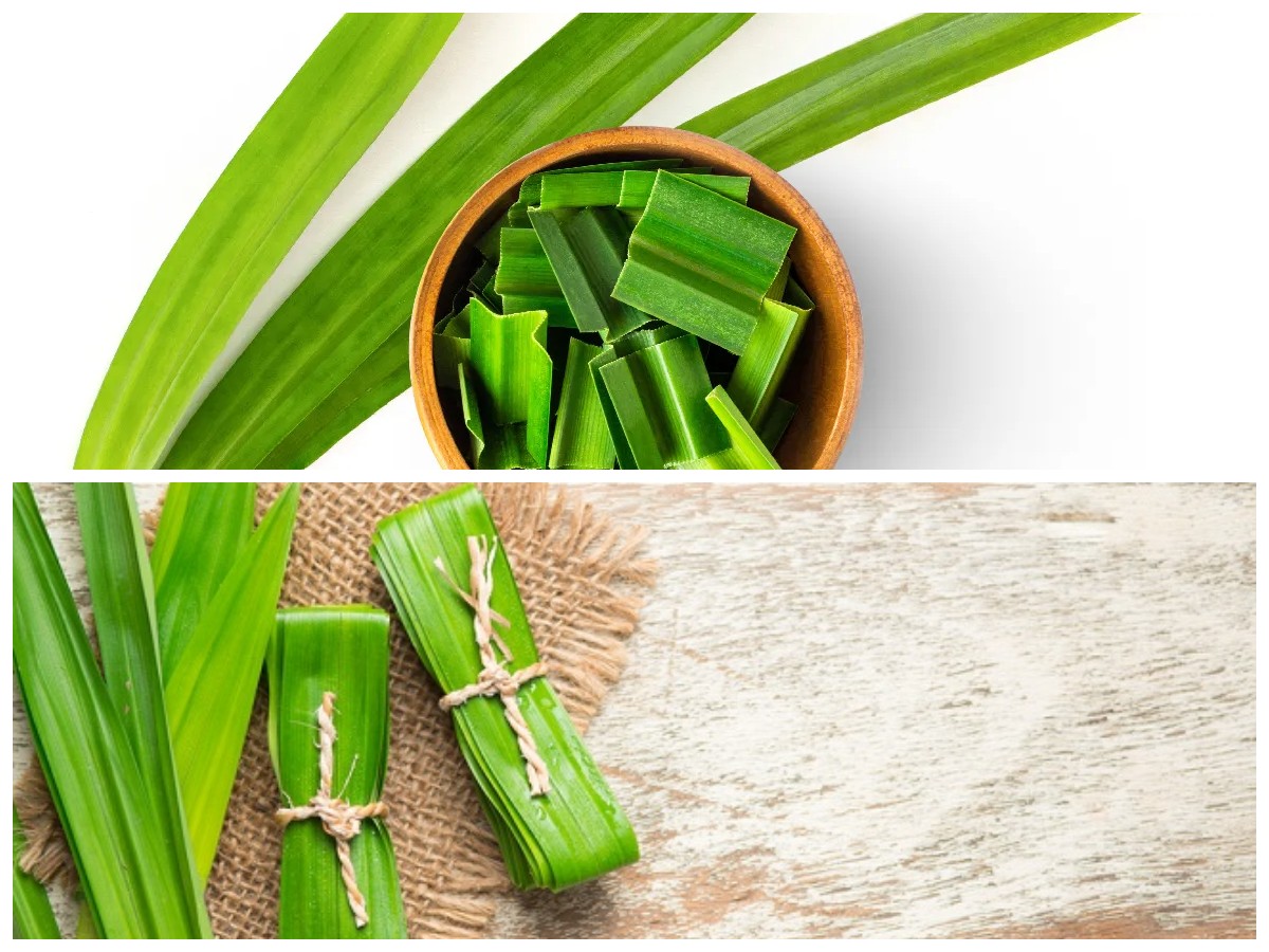 4 Alasan Mengapa Daun Pandan Menjadi Bahan Dapur yang Tak Boleh Terlewatkan