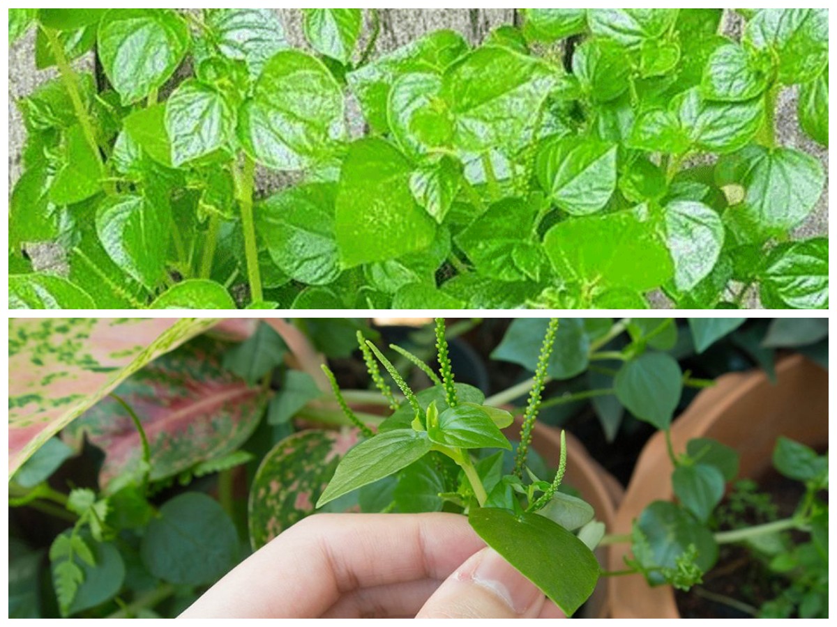 Wajib Tahu! Ini 9 Manfaat Daun Sirih Cina untuk Menunjang Kesehatan Anda