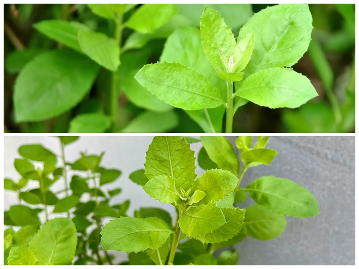 Khasiat Daun Beluntas: Herbal Tradisional yang Ampuh untuk Menjaga Kesehatan