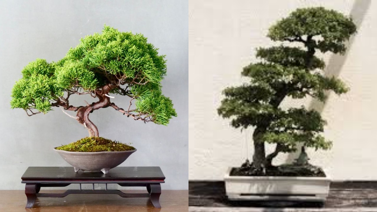 Tanaman Bonsai Terbaik 2026, Agar Halaman Depan Rumah Terlihat Lebih Hidup!