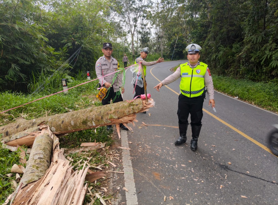 Respon Cepat Satlantas Tangani Pohon Tumbang di Akses Pagar Alam - Lahat