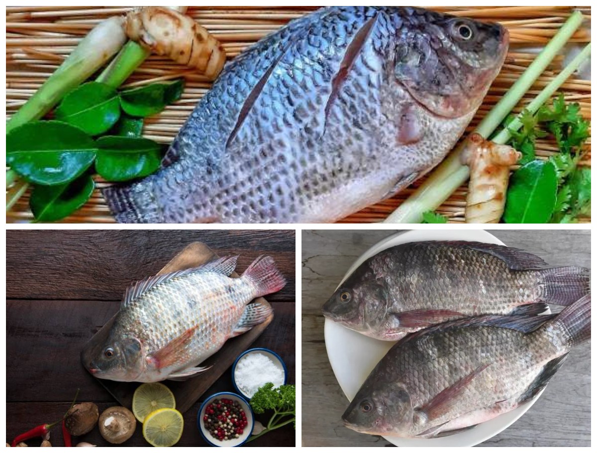 Mengenal Manfaat Ikan Mujair bagi Kesehatan: Sumber Gizi Murah, Lezat, dan Menyehatkan!