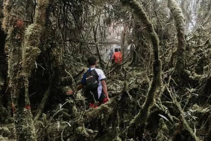 Menyeramkan! Ini Upacara Spiritual Sebelum Menaklukkan Gunung Bukit Raya di Kalimantan