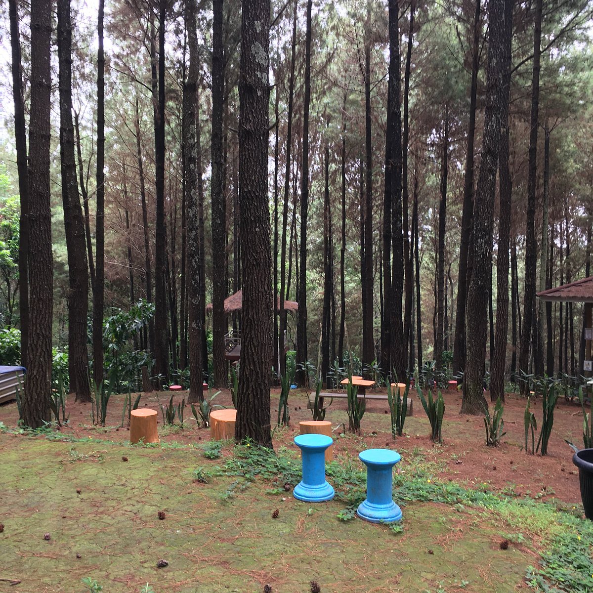 Inilah Wisata Bukit Pinus Wonosalam yang Lagi Hits 