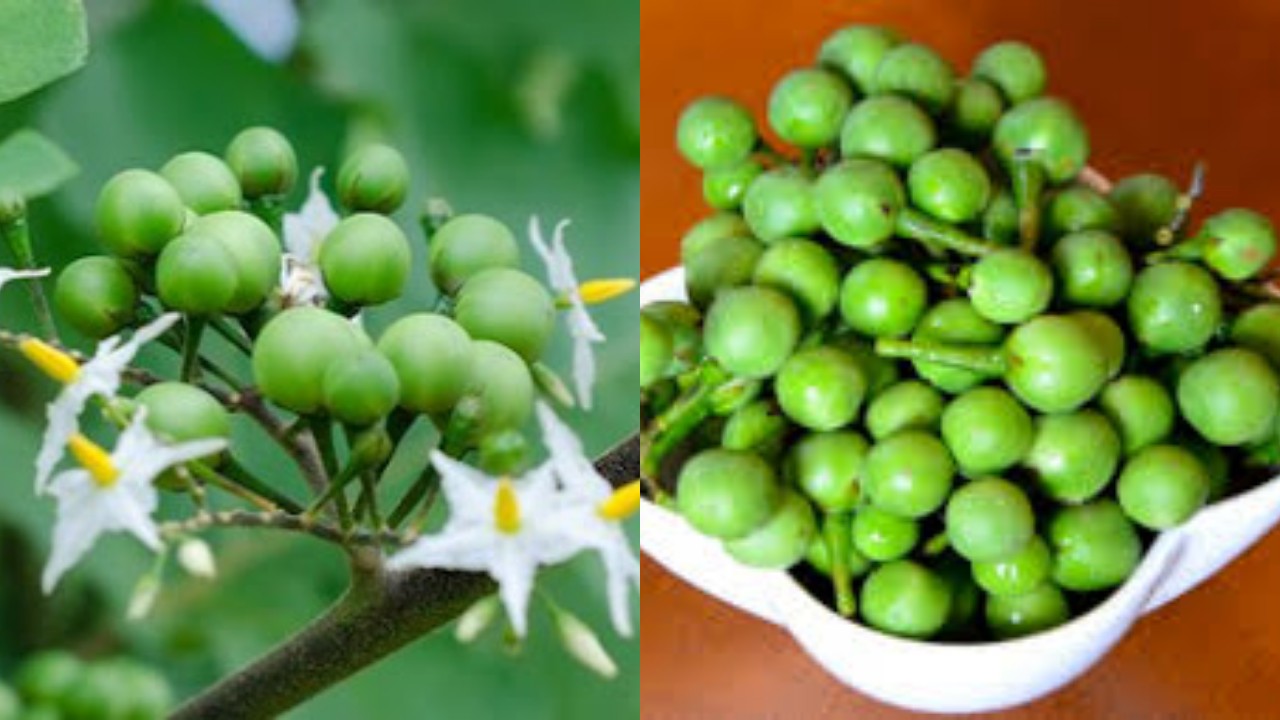 Manfaat Terong Pipit bagi Kesehatan, Cocok untuk Menu Sehari-hari yang Bergizi!