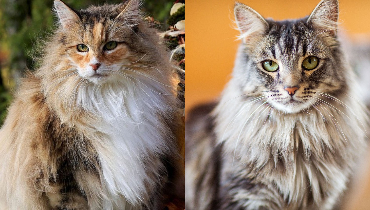 10 Ras Kucing Terbaik dan Paling Populer di Dunia, Kucingmu Termasuk?