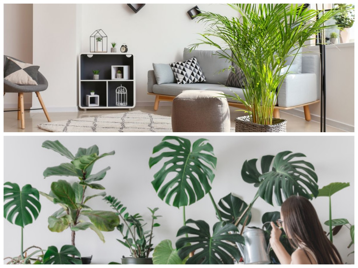 Hadirkan Nuansa Alami di Rumah: Rekomendasi Tanaman Hias Dalam Ruangan 2026