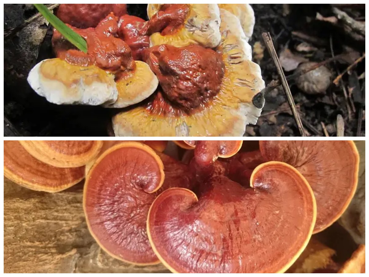 Manfaat Luar Biasa Jamur Ganoderma untuk Ketenangan Pikiran dan Kualitas Tidur yang Lebih Baik