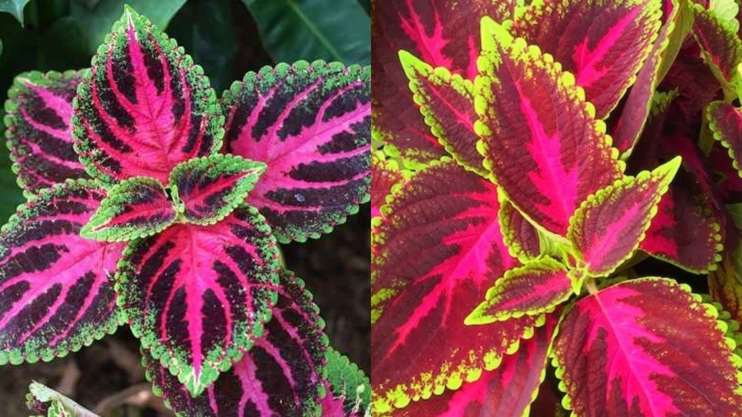 Teryata Ini Guys Manfaat Daun Miana Untuk Kesehatan Yang Luar Biasa! 