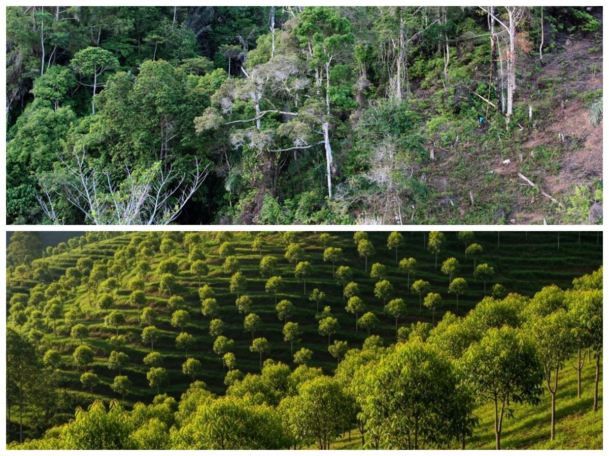 Lindungi Rumah dari Longsor: 7 Jenis Pohon Kuat Penahan Tanah di Daerah Perbukitan