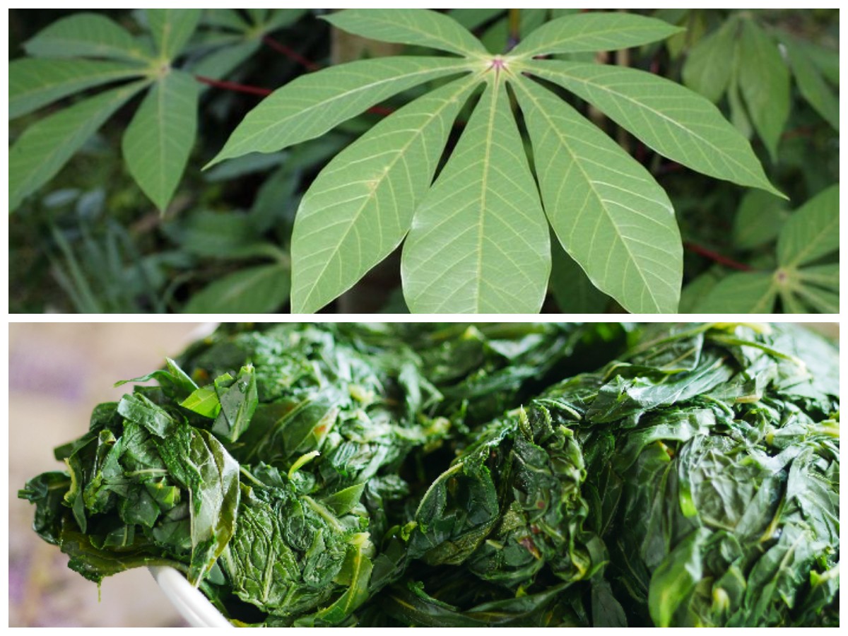 Kandungan Gizi dan Tips Mengolah Daun Singkong yang Aman bagi Ibu Hamil