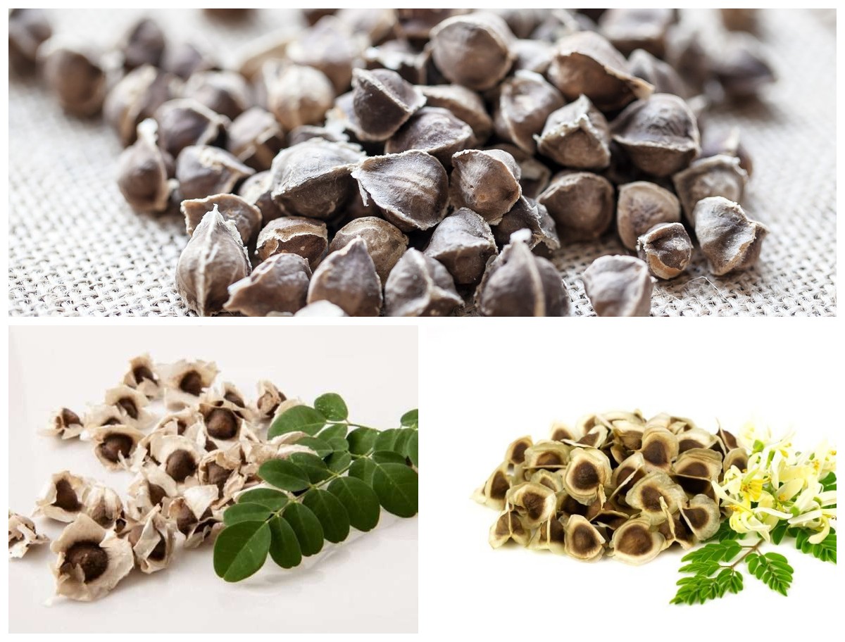 Manfaat Biji Kelor bagi Kesehatan: Rahasia Superfood Alami yang Kaya Nutrisi dan Khasiat!