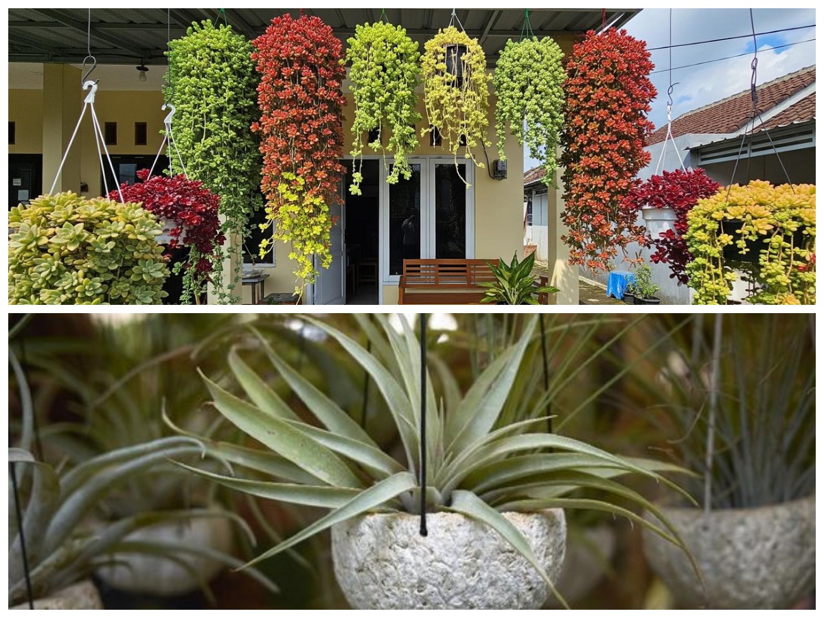 Teras Sempit Tetap Cantik! 5 Pilihan Tanaman Hias Gantung yang Praktis dan Tidak Rimbun