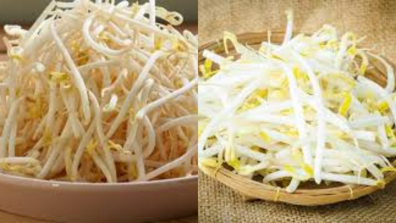 Meningkatkan Kesuburan Inilah Manfaat Toge Untuk Kesehatan Yang Jarang Diketahui!