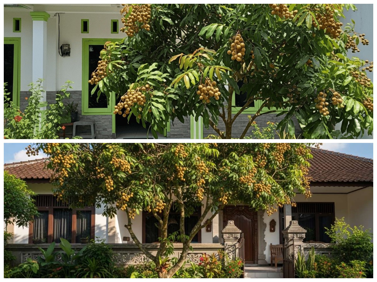 5 Varian Pohon Kelengkeng Mini yang Pas untuk Halaman Rumah Kecil