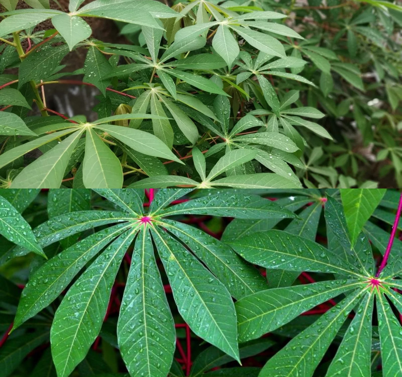 Manfaat Daun Singkong untuk Ibu Hamil dan Tips Pengolahannya!