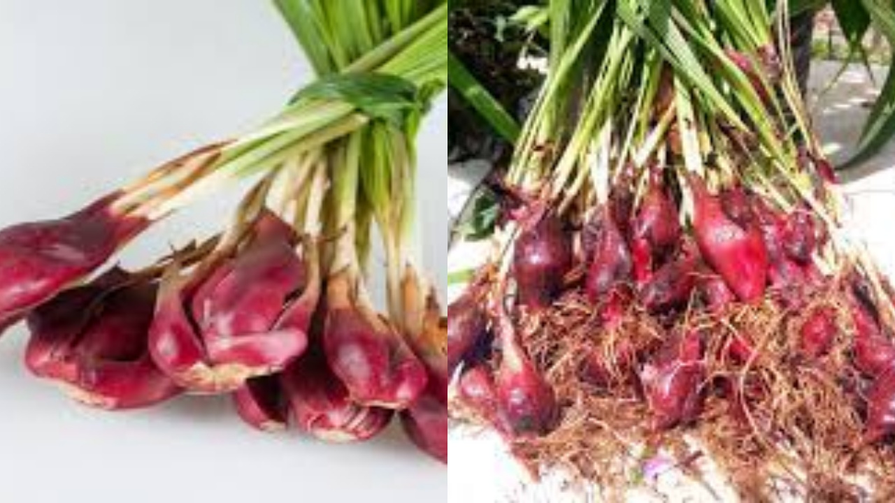 Ketahui Inilah 7 Manfaat Bawang Dayak Untuk Kesehatan Yang Luar Biasa!