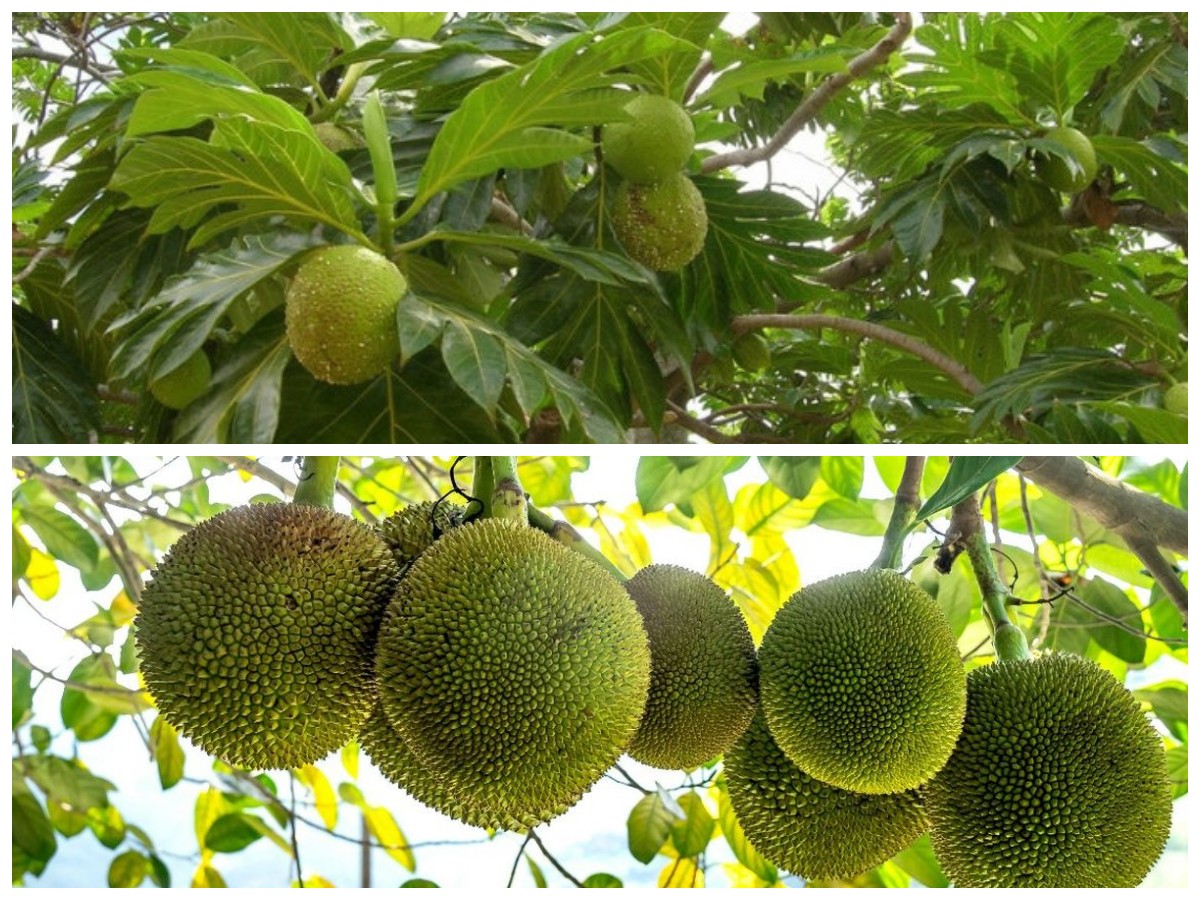 8 Keajaiban Buah Sukun untuk Kesehatan Tubuh yang Perlu Kamu Ketahui