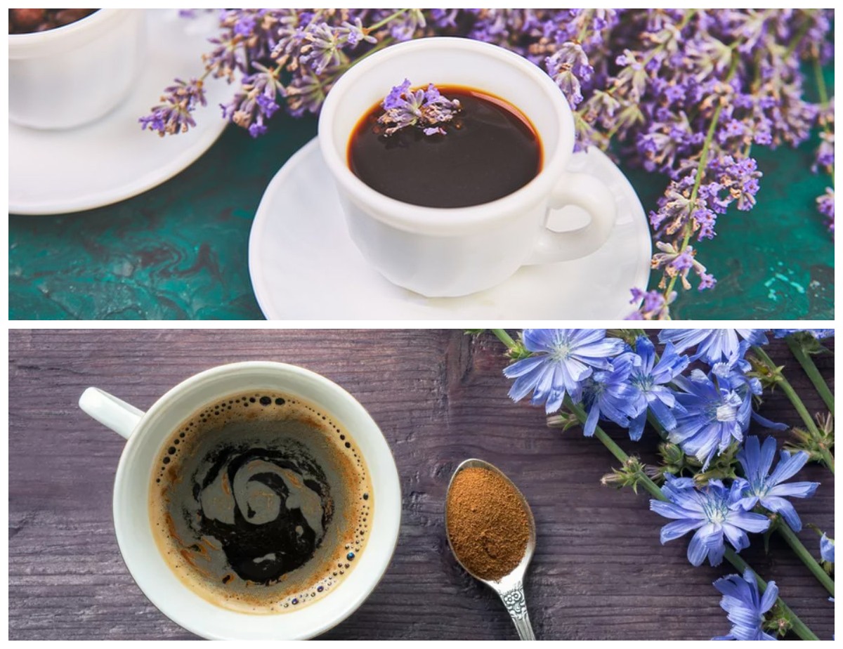 Kopi Chicory, Kopi Kafein Rendah yang Menawan Lidah dan Menyehatkan Tubuh!