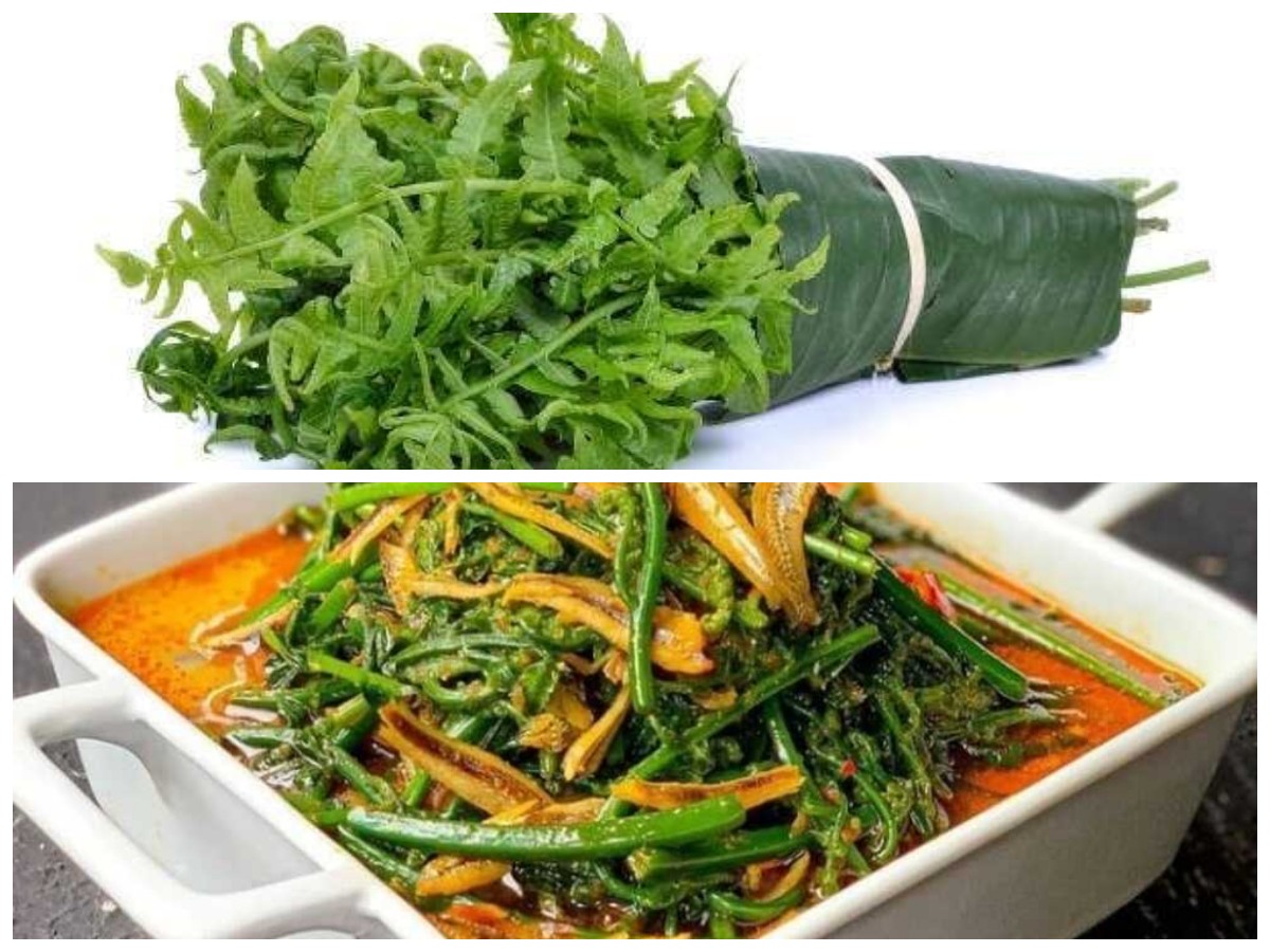 Rahasia Sehat dari Alam: Manfaat Pakis untuk Imunitas dan Tubuh Bugar