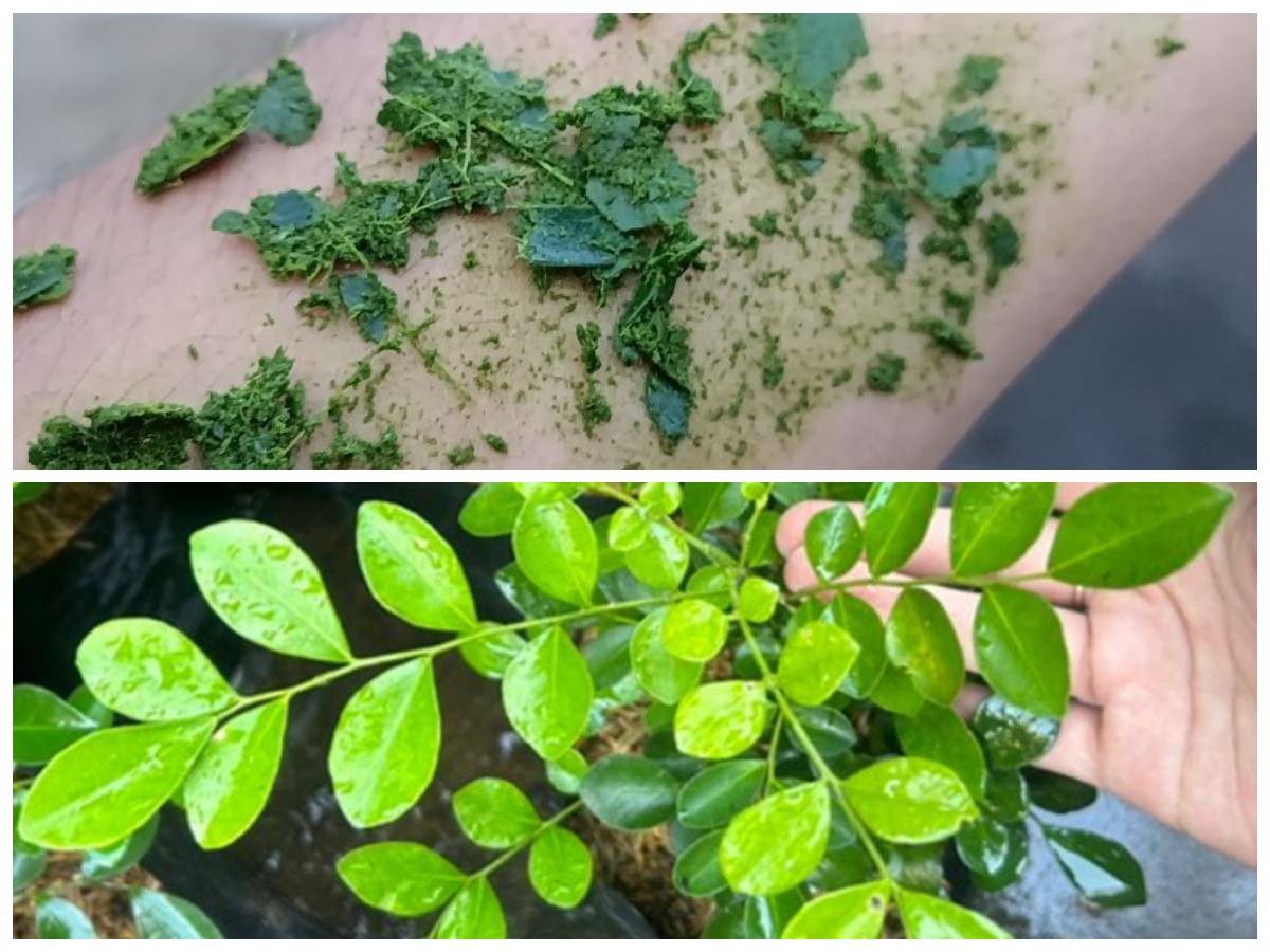 Rahasia Daun Kemuning: Herbal Tradisional untuk Tubuh Sehat dan Kulit Cantik Alami!